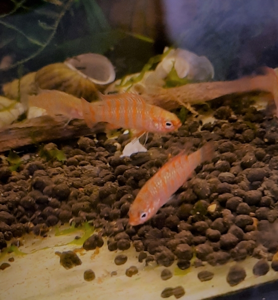 Scharlachroter Zwergblaubarsch, dario dario (scarlet), nur Weibchen
